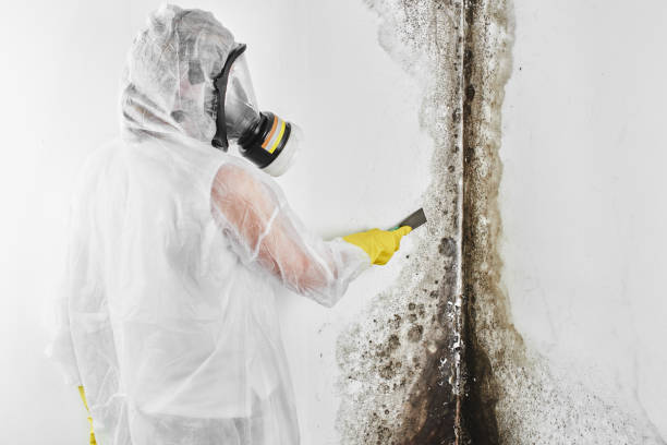 Office Mold Removal Services in Lapeer, MI