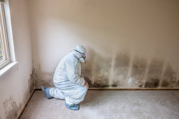 Lapeer, MI Mold Removal Company